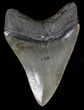 Serrated Megalodon Tooth - South Carolina #18350-2